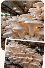 Mushroom farm practical training